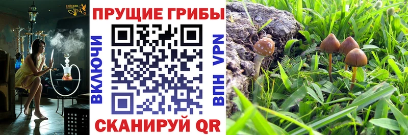 Галлюциногенные грибы Psilocybe  Фатеж 